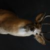 Unique taxidermy white taile deer head