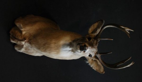 Unique taxidermy white taile deer head