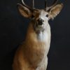 Unique taxidermy white taile deer head