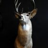 Unique taxidermy white taile deer head