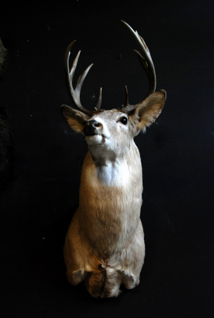 Unique taxidermy white taile deer head