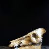 Oude schedel van een Afrikaanse bushpig