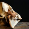 Old skull of an African Bushpig