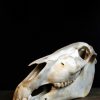 Oude schedel / studiemodel van een paard