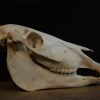 Old Skull / study model of a horse.