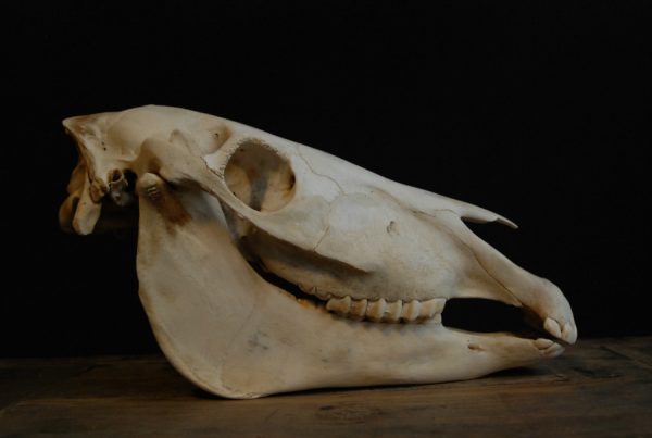 Old Skull / study model of a horse.