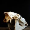 Old Skull / study model of a horse.