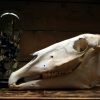 Old Skull / study model of a horse.