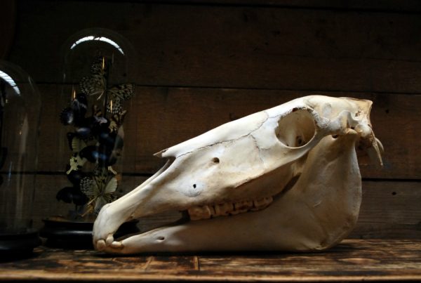 Old Skull / study model of a horse.