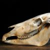 Old Skull / study model of a horse.