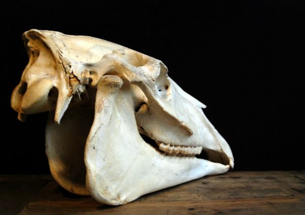Old Skull / study model of a horse