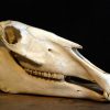 Heavy skull of a cape buffalo