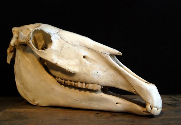 Old Skull / study model of a horse
