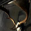 Heavy pair of antlers with whole skull of a big fallow deer