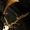 Heavy pair of antlers with whole skull of a big fallow deer