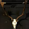 Heavy pair of antlers with whole skull of a big fallow deer