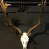 Heavy pair of antlers with whole skull of a big fallow deer