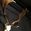 Heavy pair of antlers with whole skull of a big fallow deer