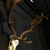 Heavy pair of antlers with whole skull of a big fallow deer