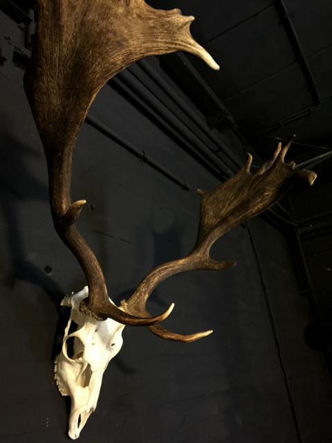 Heavy pair of antlers with whole skull of a big fallow deer