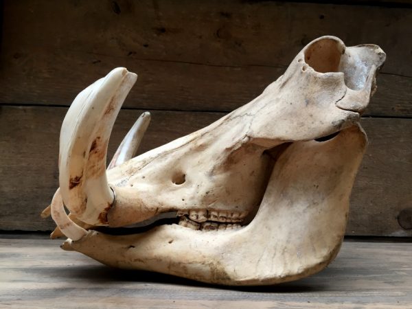 Ancient skull of a big warthog