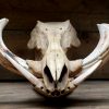 Ancient skull of a big warthog