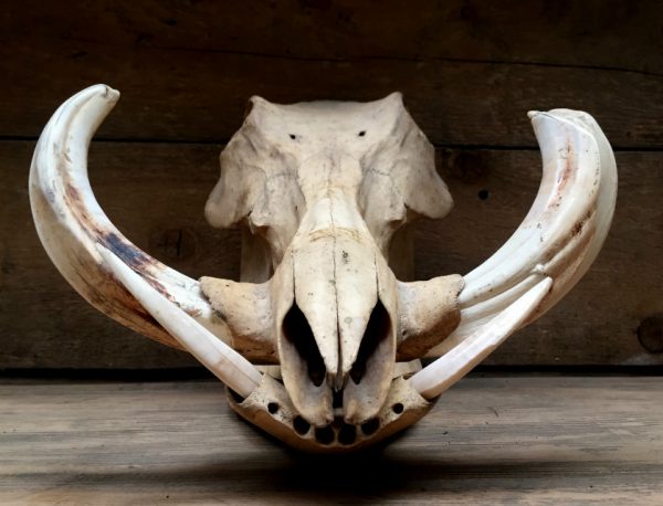 Antieke schedel van een kapitaal wrattenzwijn.