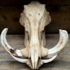 Ancient skull of a big warthog