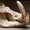 Ancient skull of a big warthog