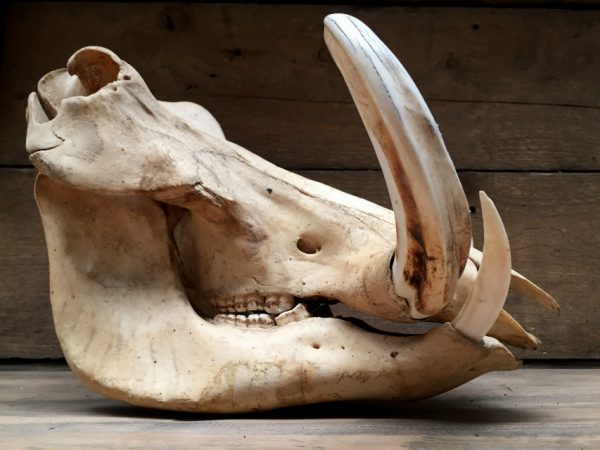 Ancient skull of a big warthog