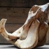 Antieke schedel van een kapitaal wrattenzwijn.