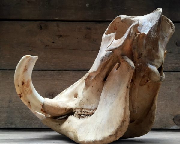 Ancient skull of a big warthog