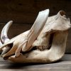 Old big skull with big horns of an eland antilope.