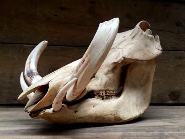 Ancient skull of a big warthog