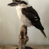 Recent opgezette Kookaburra