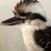 Recent opgezette Kookaburra