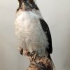 Recent stuffed kookaburra