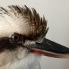 Recent opgezette Kookaburra