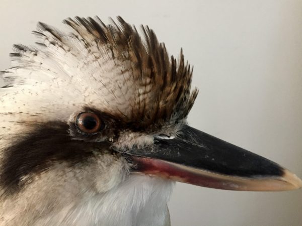 Recent opgezette Kookaburra