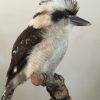 Recent opgezette Kookaburra