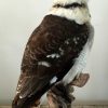 Recent opgezette Kookaburra