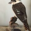 Recent opgezette Kookaburra