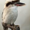 Recent opgezette Kookaburra