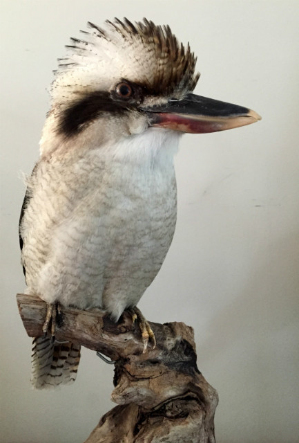 Recent opgezette Kookaburra