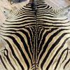 Vintage zebra skin