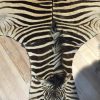 Vintage zebra skin