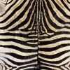 Vintage zebra skin