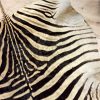 Vintage zebrahuid