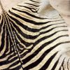 Vintage zebra skin