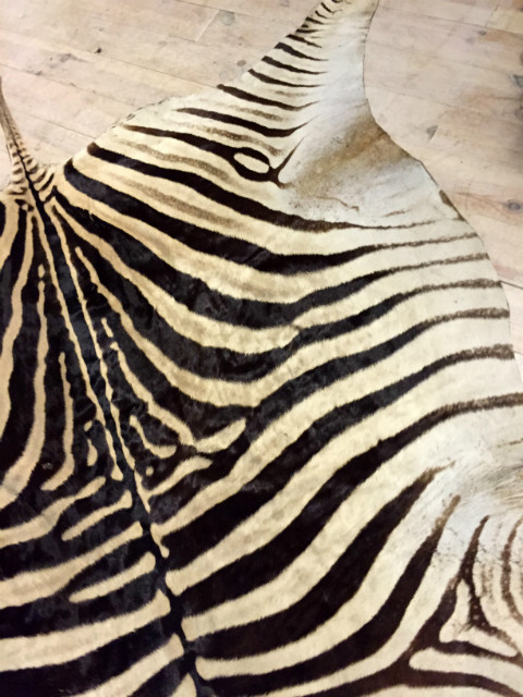 Vintage zebra skin